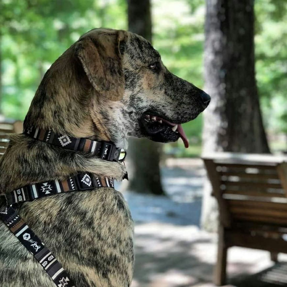 【WOLFGANG MAN & BEAST ウルフギャング マン&ビースト】ハーネス NewMoon Harness(S M L size 胴囲:30〜76cm) (コピー)