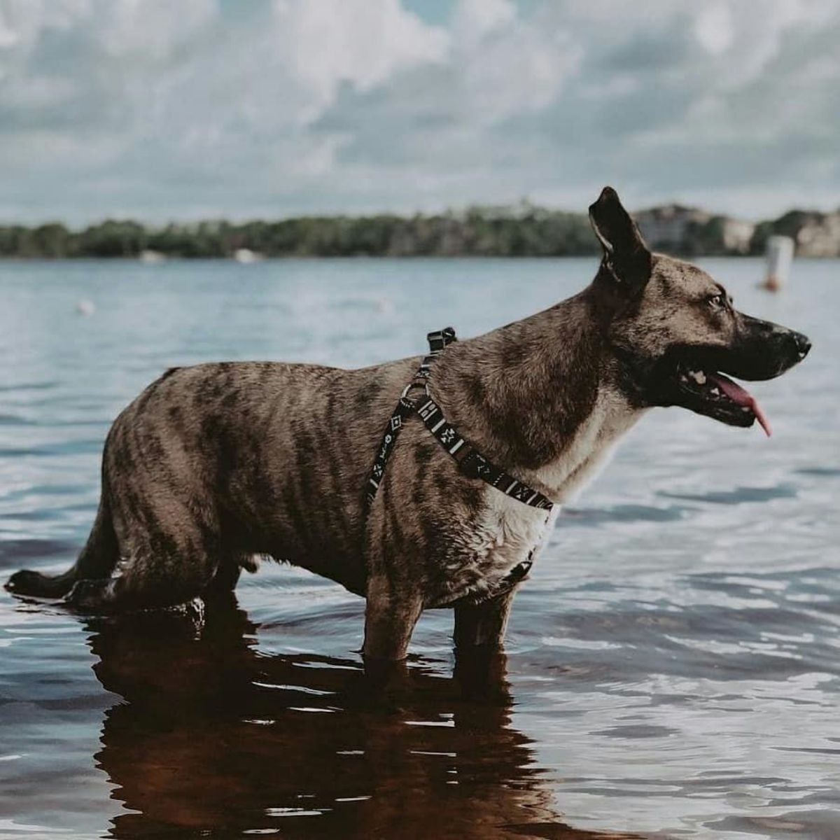 【WOLFGANG MAN & BEAST ウルフギャング マン&ビースト】ハーネス NewMoon Harness(S M L size 胴囲:30〜76cm) (コピー)