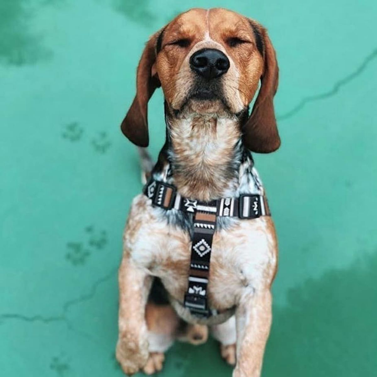 【WOLFGANG MAN & BEAST ウルフギャング マン&ビースト】ハーネス NewMoon Harness(S M L size 胴囲:30〜76cm) (コピー)