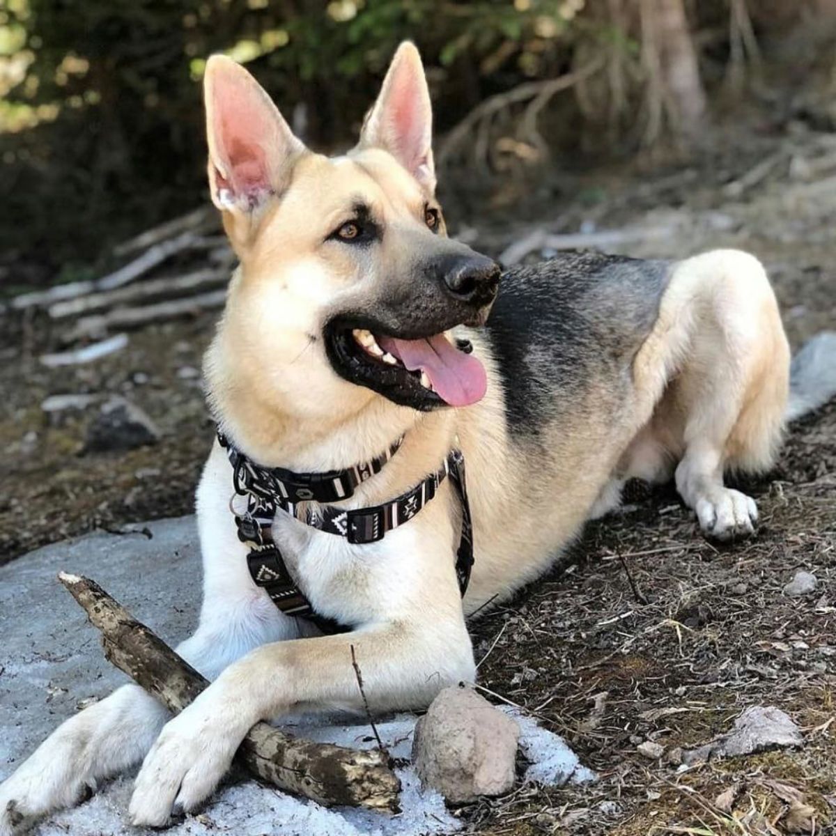 【WOLFGANG MAN & BEAST ウルフギャング マン&ビースト】ハーネス NewMoon Harness(S M L size 胴囲:30〜76cm) (コピー)