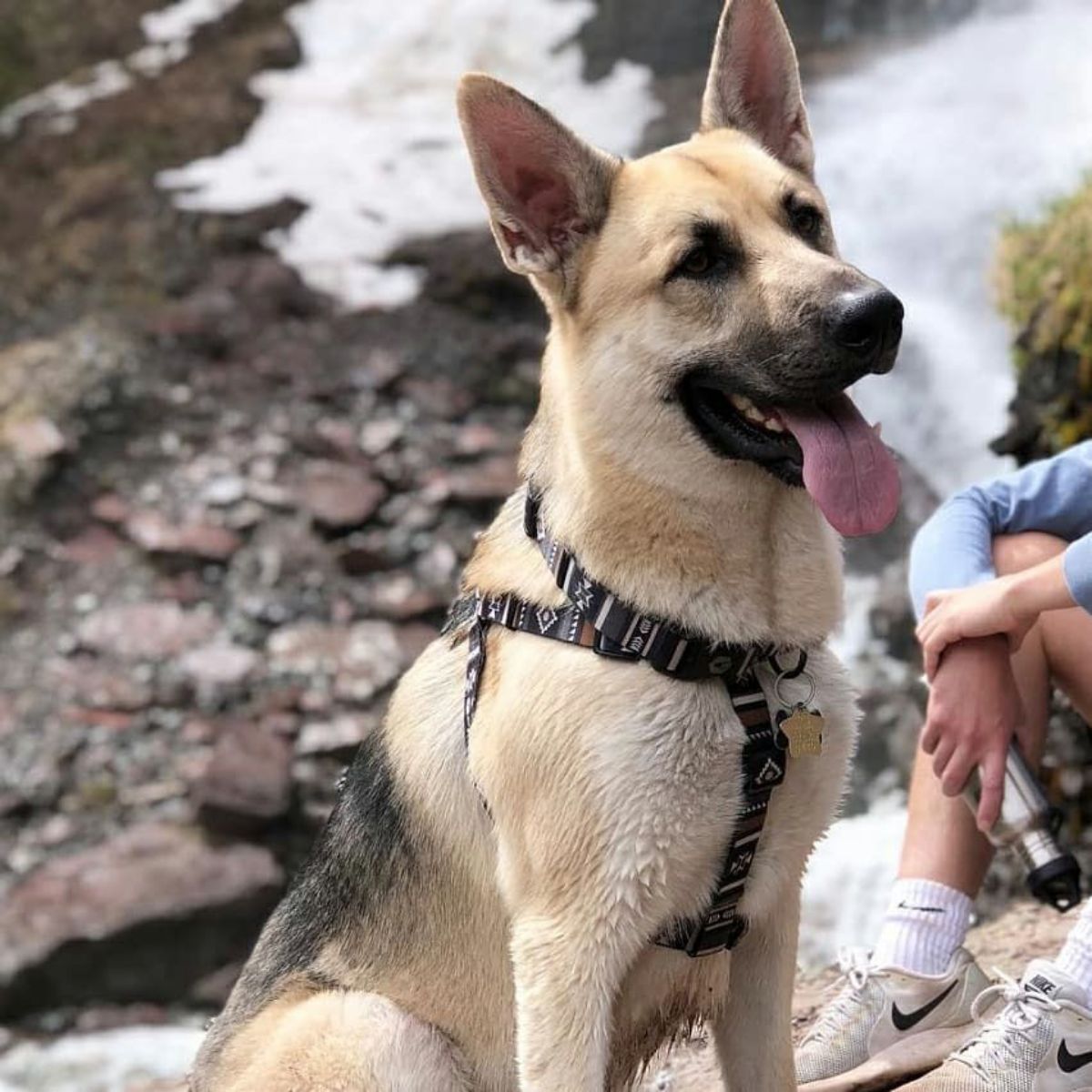 【WOLFGANG MAN & BEAST ウルフギャング マン&ビースト】ハーネス NewMoon Harness(S M L size 胴囲:30〜76cm) (コピー)