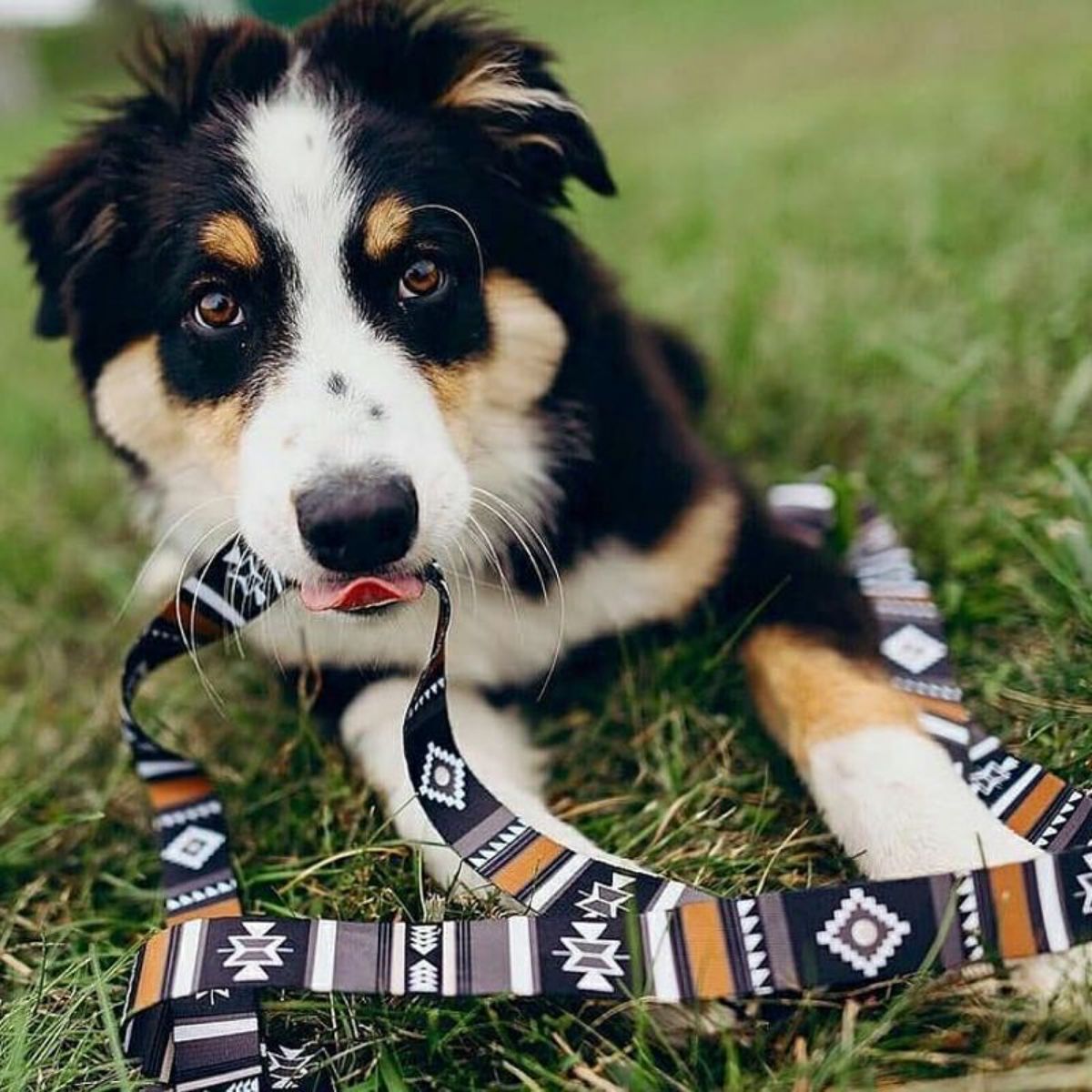 【WOLFGANG MAN & BEAST ウルフギャング マン&ビースト】リード NewMoon Leash(S M L size 全長:122cm 183cm)