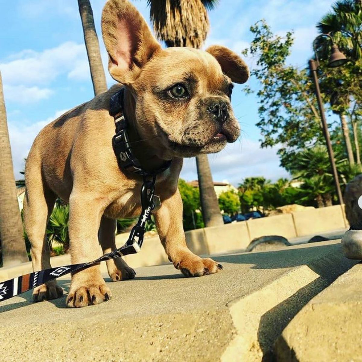 【WOLFGANG MAN & BEAST ウルフギャング マン&ビースト】リード NewMoon Leash(S M L size 全長:122cm 183cm)