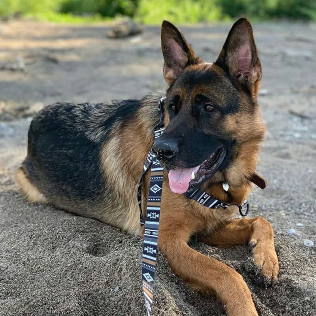 【WOLFGANG MAN & BEAST ウルフギャング マン&ビースト】リード NewMoon Leash(S M L size 全長:122cm 183cm)