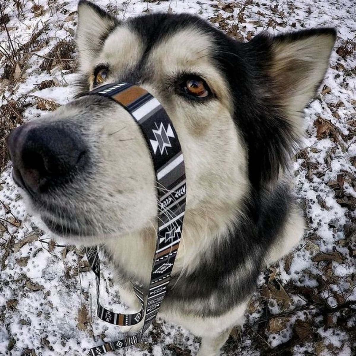 【WOLFGANG MAN & BEAST ウルフギャング マン&ビースト】リード NewMoon Leash(S M L size 全長:122cm 183cm)