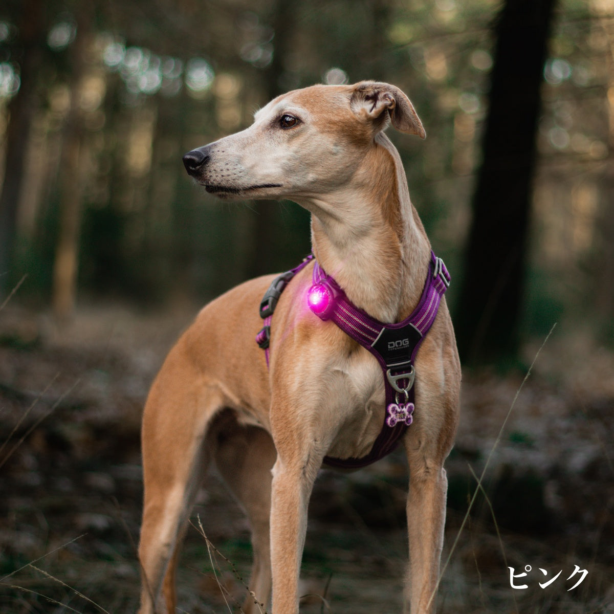【Orbiloc オルビロック】ドッグ デュアルライト Dog Dual Light デンマーク製ライト
