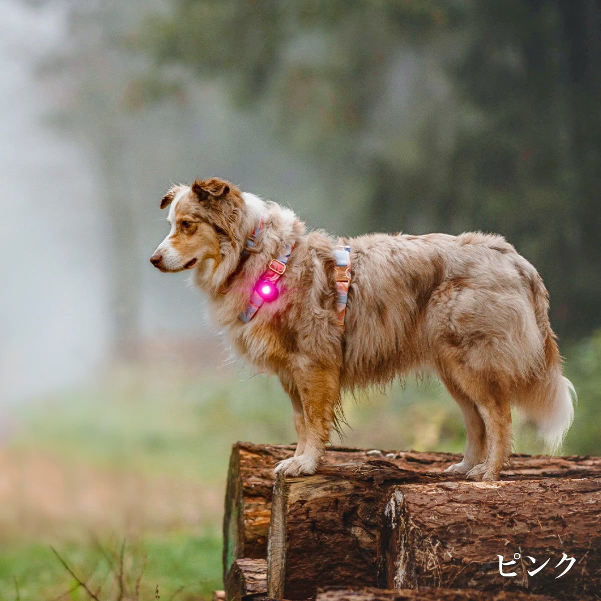 【Orbiloc オルビロック】ドッグ デュアルライト Dog Dual Light デンマーク製ライト