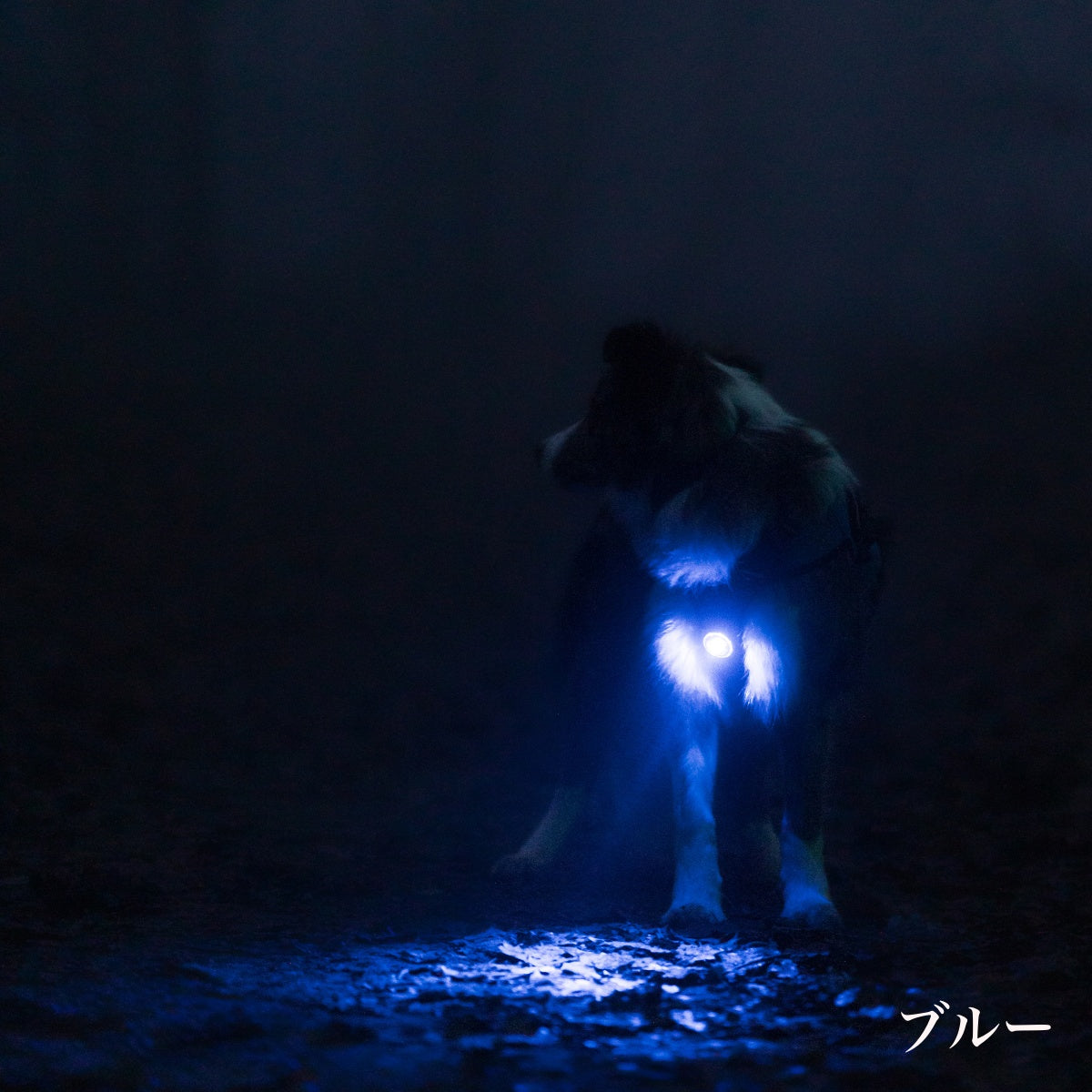 【Orbiloc オルビロック】ドッグ デュアルライト Dog Dual Light デンマーク製ライト