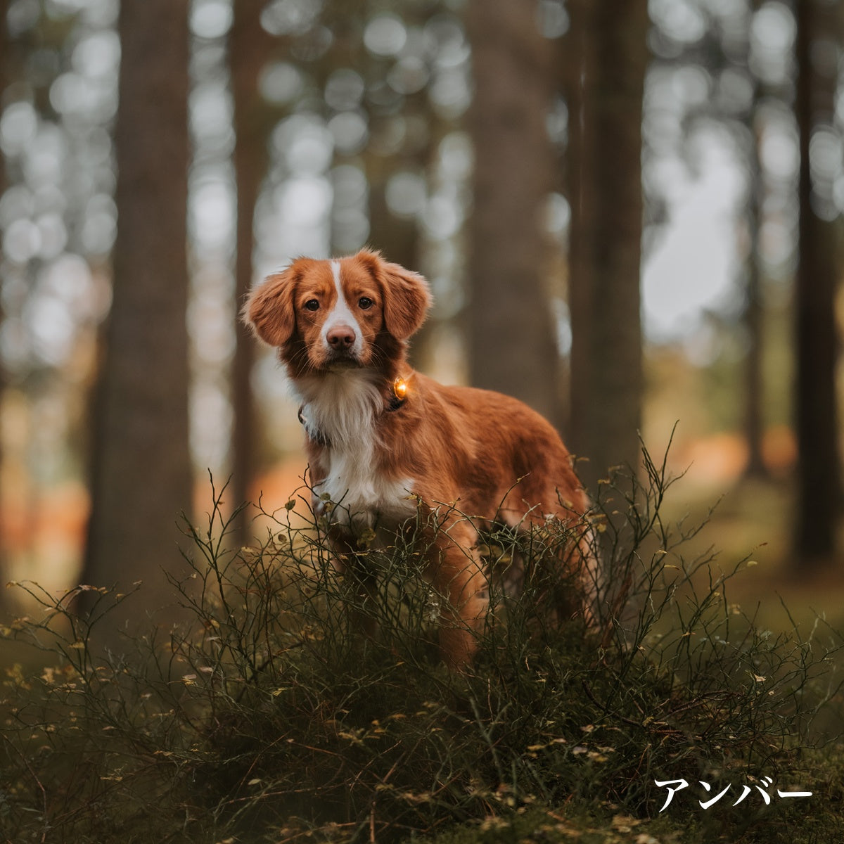 【Orbiloc オルビロック】ドッグ デュアルライト Dog Dual Light デンマーク製ライト