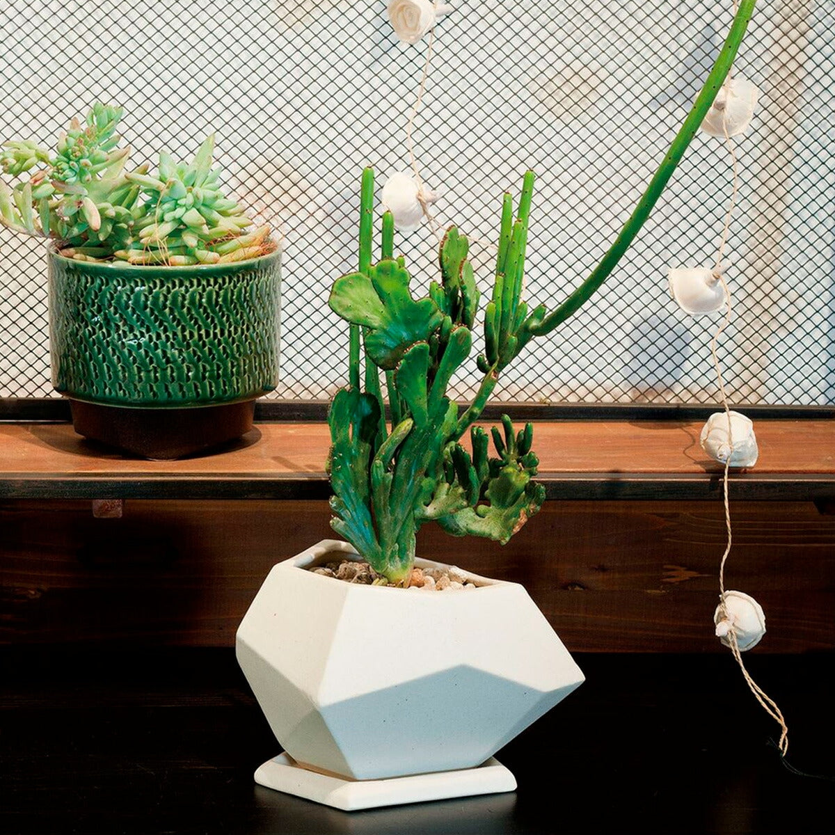 【PLUS GARDEN プラスガーデン】Polygon S ポリゴンS 直径17.5cm