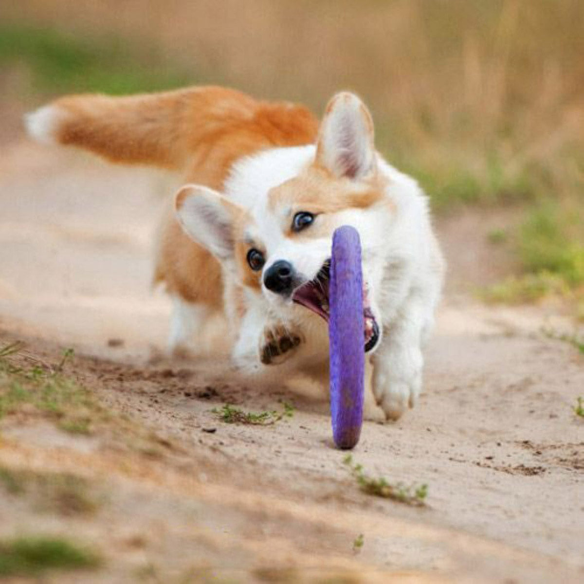 【PULLER プラー】PULLER MIDI プラー ミディ 2個1組 小型犬・中型犬用