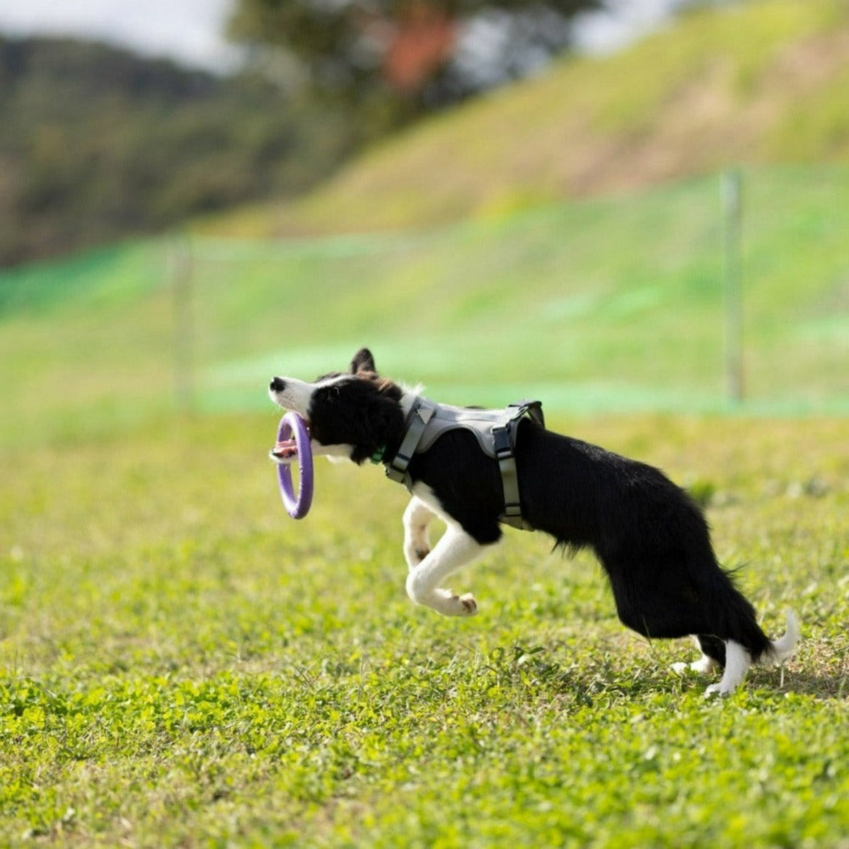 【PULLER プラー】PULLER MIDI プラー ミディ 2個1組 小型犬・中型犬用