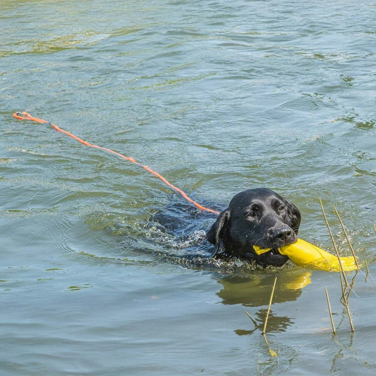 【Rukka Pets ルッカペット】スイムリーシュ SWIM LEASH