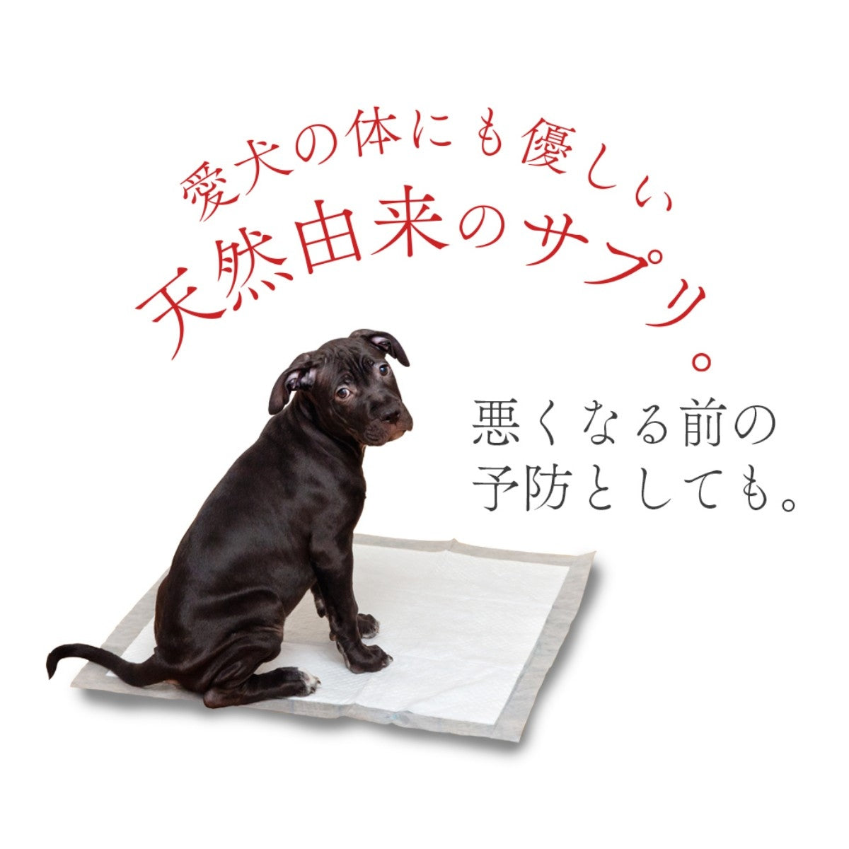 【STARRY ANIMAL】ペット用 クランベリーパウダー 50g