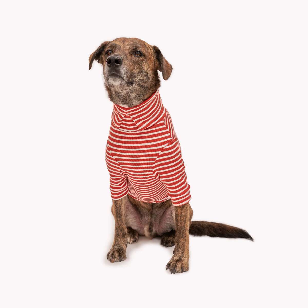 【the furryfolks ザ・パリフォックス】Stripe Tee Rust & Ivory S M L XLサイズ ラスト&アイボリー ストライプ