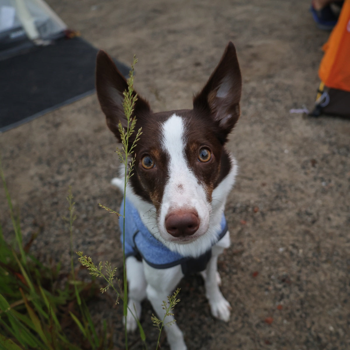 【TAILHIGH テールハイ】フリースヒータートップ Go2 Fleece Heater Top XXS〜XLサイズ