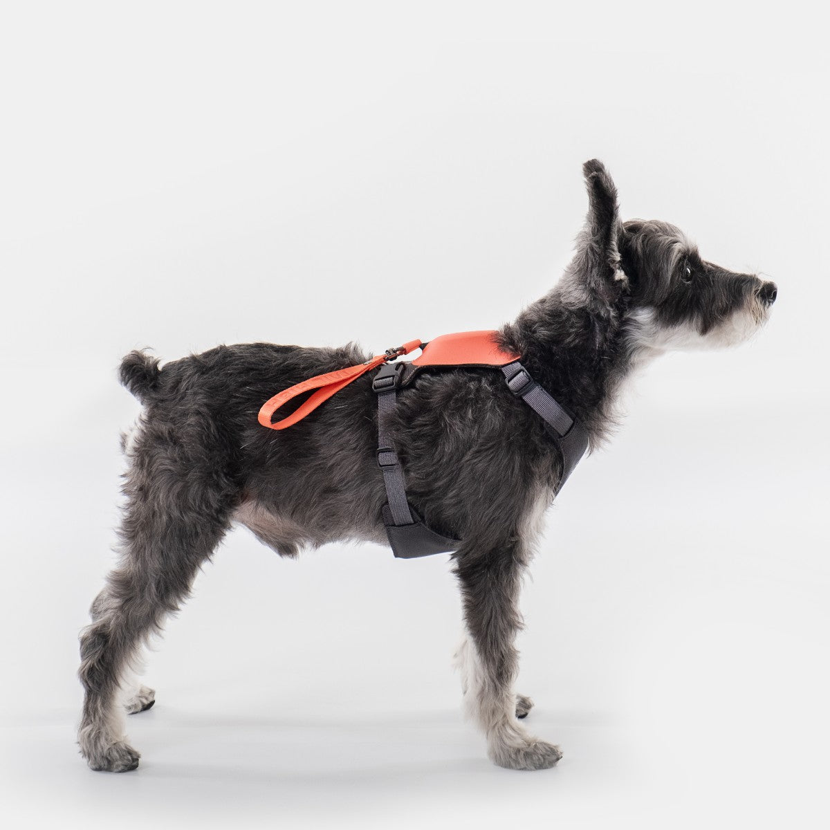 【TAILHIGH テールハイ】伸縮リード一体型ハーネス Hybrid Harness SM,MH,M,Lサイズ