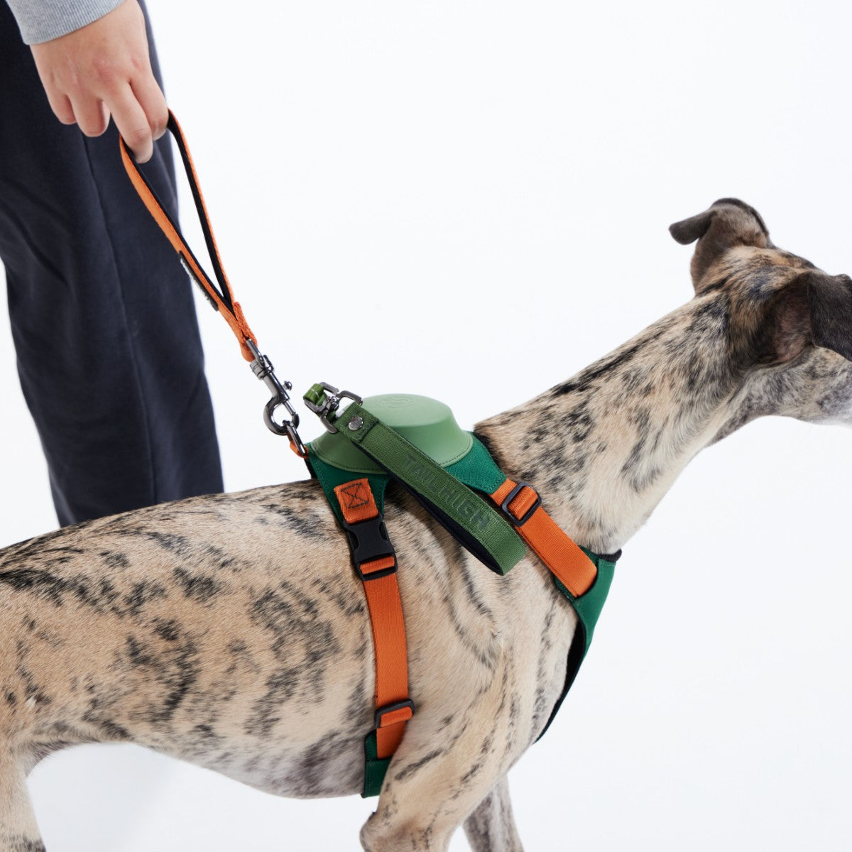 【TAILHIGH テールハイ】伸縮リード一体型ハーネス Hybrid Harness XS,S,SM,MH,M,Lサイズ