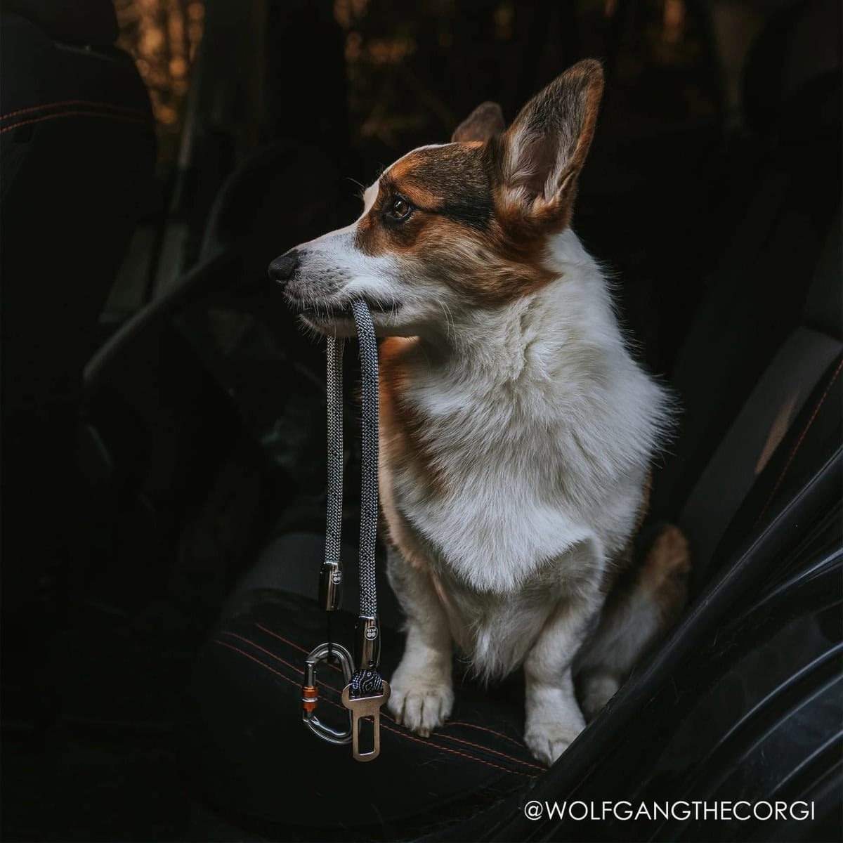 【TUENNE トゥエヌ】Stay-Put Car Seatbelt シートベルトリード 犬用 シートベルト