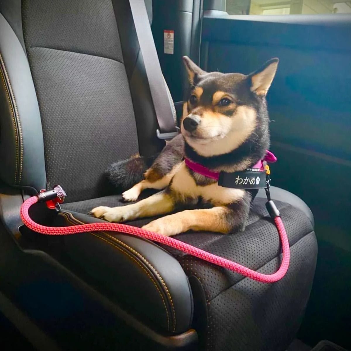 【TUENNE トゥエヌ】Stay-Put Car Seatbelt シートベルトリード 犬用 シートベルト