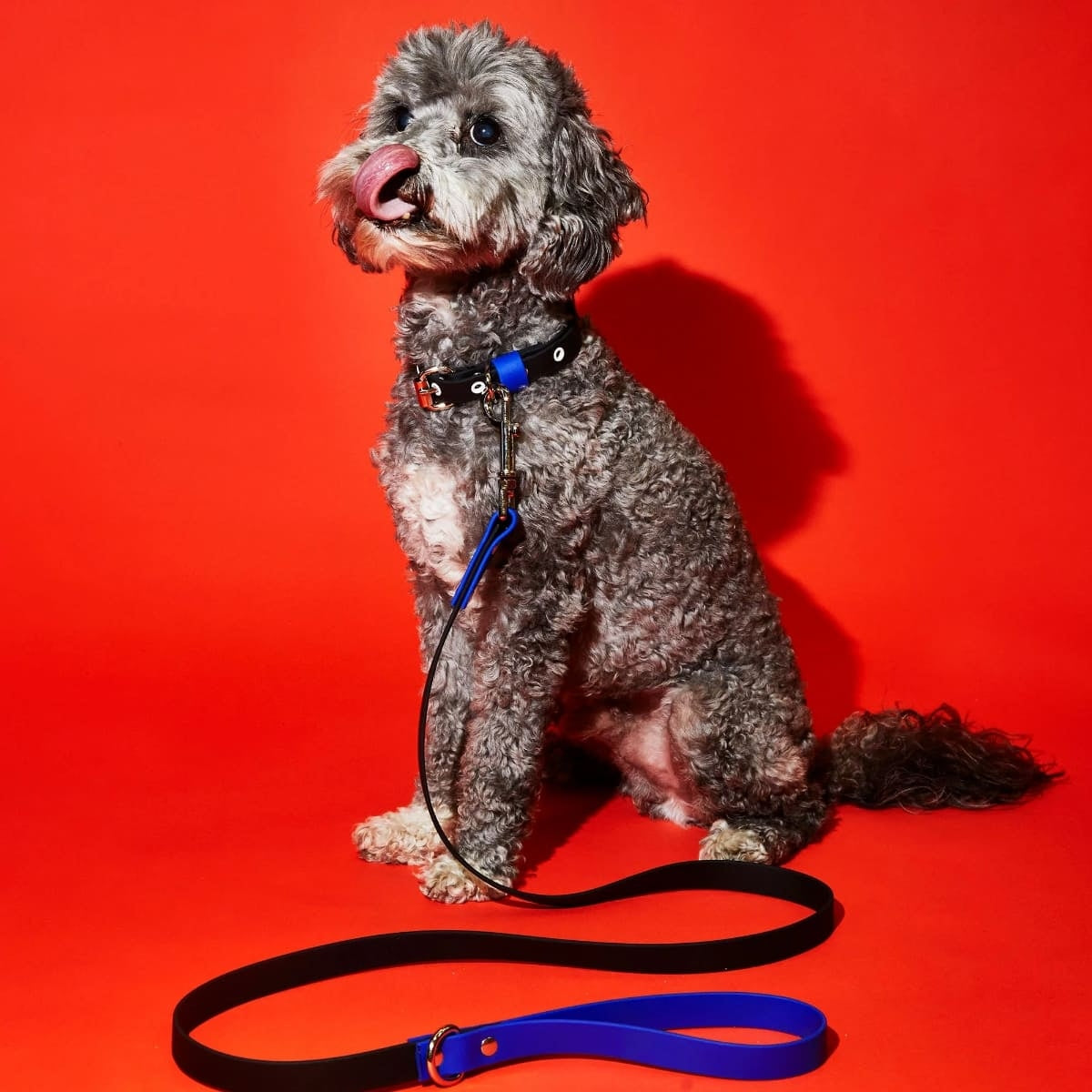 【WARE OF THE DOG ウェアオブザドッグ】2トーン ビオタン リーシュ ブラック/ロイヤルブルー Sサイズ