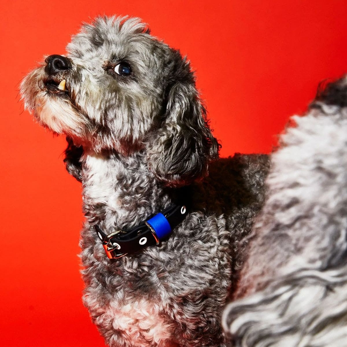 【WARE OF THE DOG ウェアオブザドッグ】2トーン ビオタン リーシュ ブラック/ロイヤルブルー Sサイズ