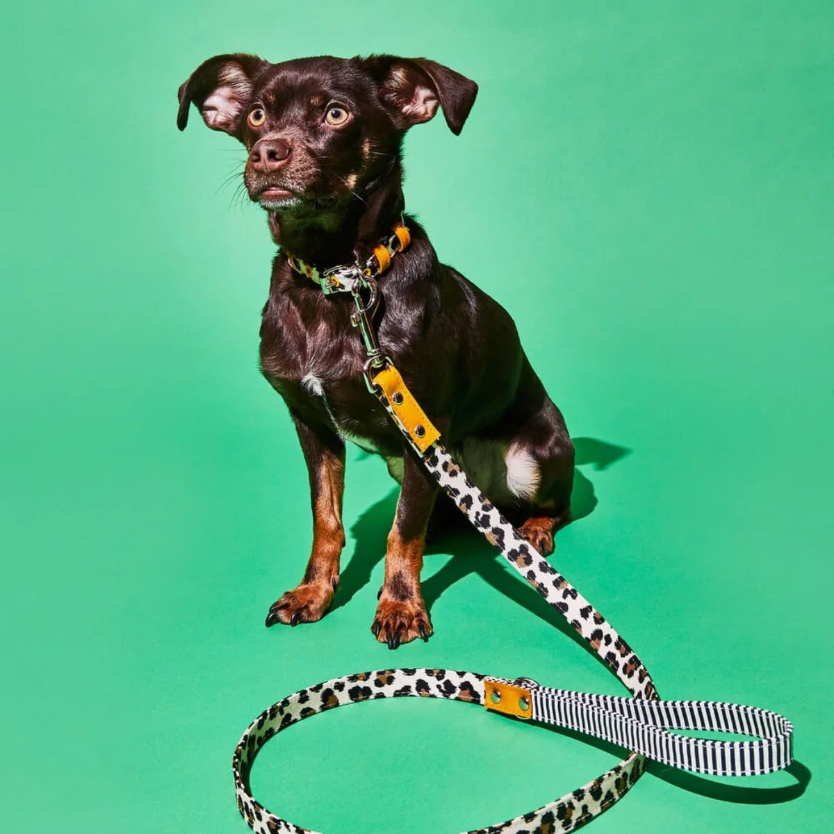 【WARE OF THE DOG ウェアオブザドッグ】キャンバス リーシュ レオパード/ストライプ Sサイズ