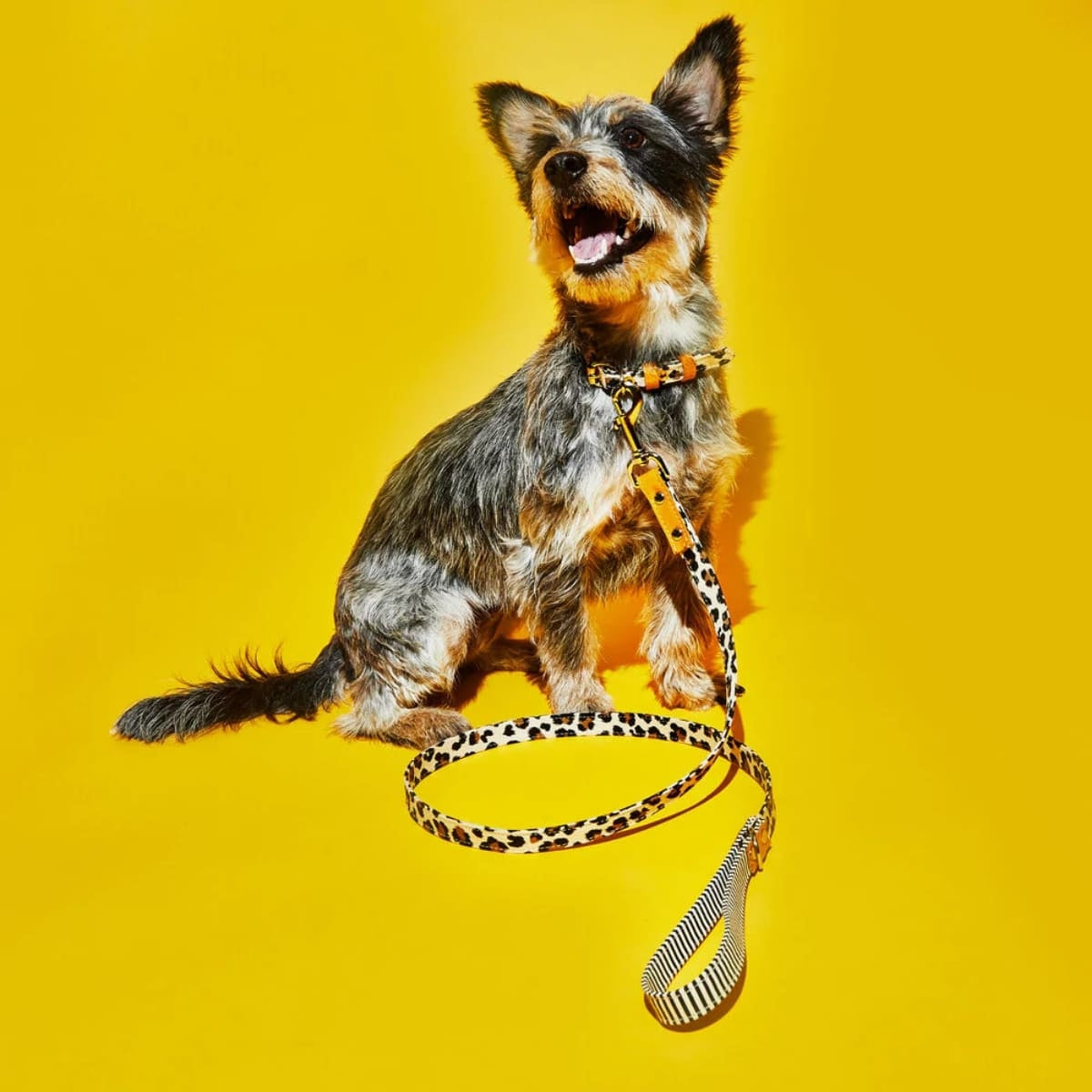 【WARE OF THE DOG ウェアオブザドッグ】キャンバス リーシュ レオパード/ストライプ Sサイズ