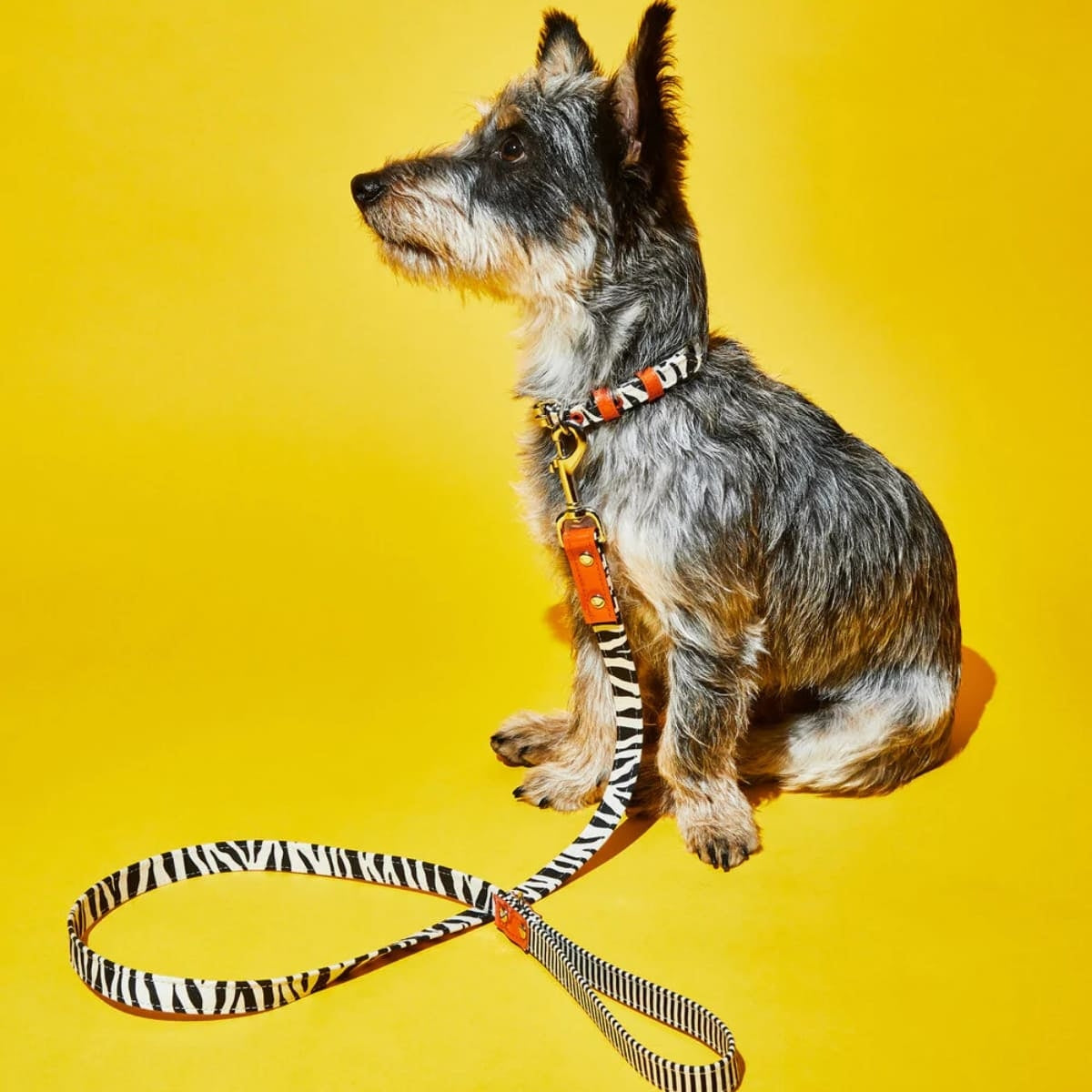 【WARE OF THE DOG ウェアオブザドッグ】キャンバス カラー ゼブラ/ストライプ XS,Sサイズ