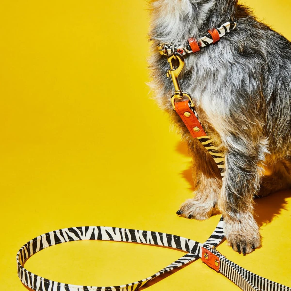 【WARE OF THE DOG ウェアオブザドッグ】キャンバス カラー ゼブラ/ストライプ XS,Sサイズ