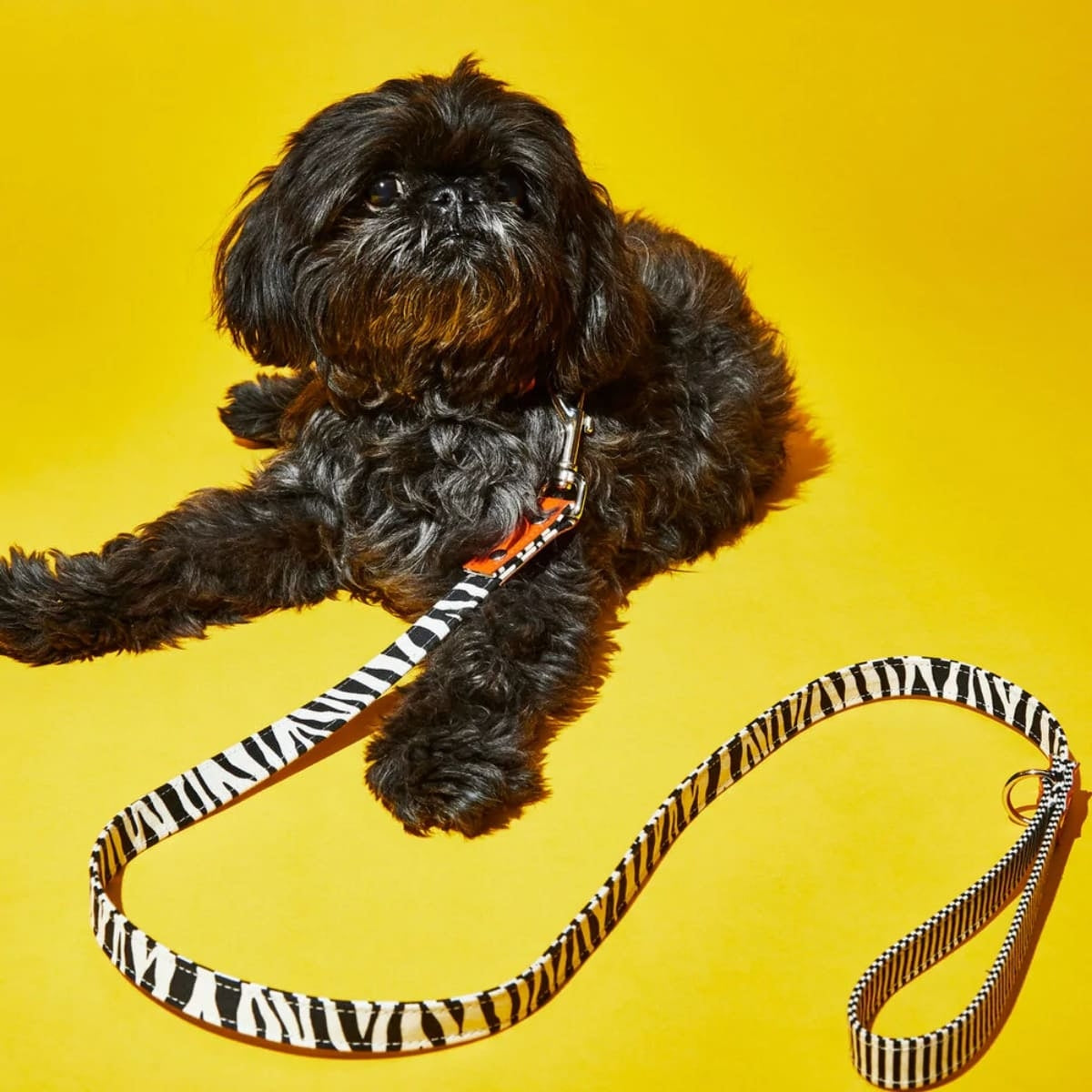 【WARE OF THE DOG ウェアオブザドッグ】キャンバス カラー ゼブラ/ストライプ XS,Sサイズ