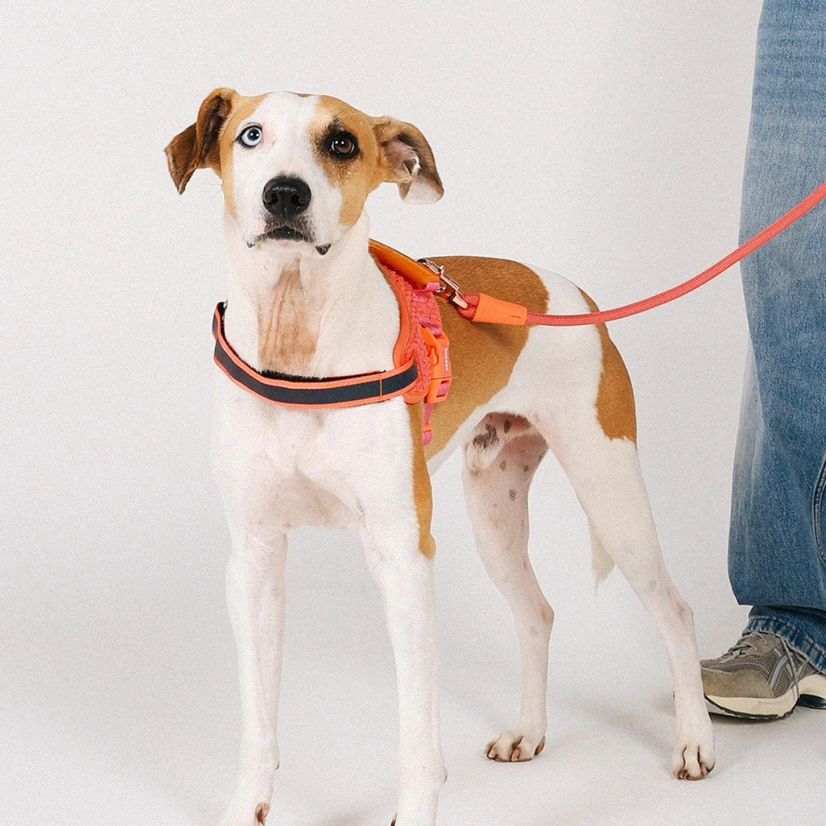 【zee.dog ジードッグ】FLY HARNESS ガゼル フライハーネス XS S M L XLサイズ