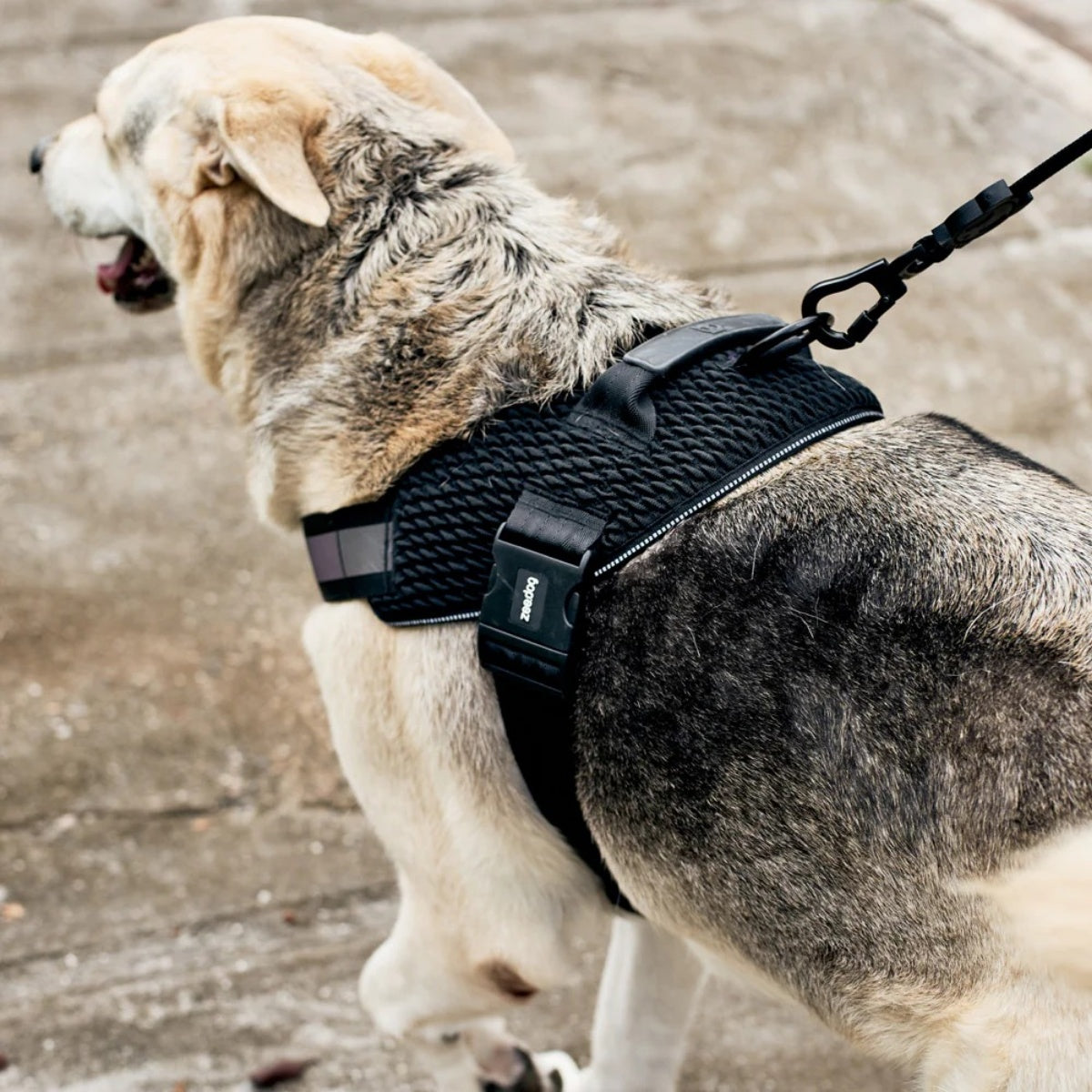 【zee.dog ジードッグ】FLY HARNESS ゴッサム フライハーネス XS S M L XLサイズ