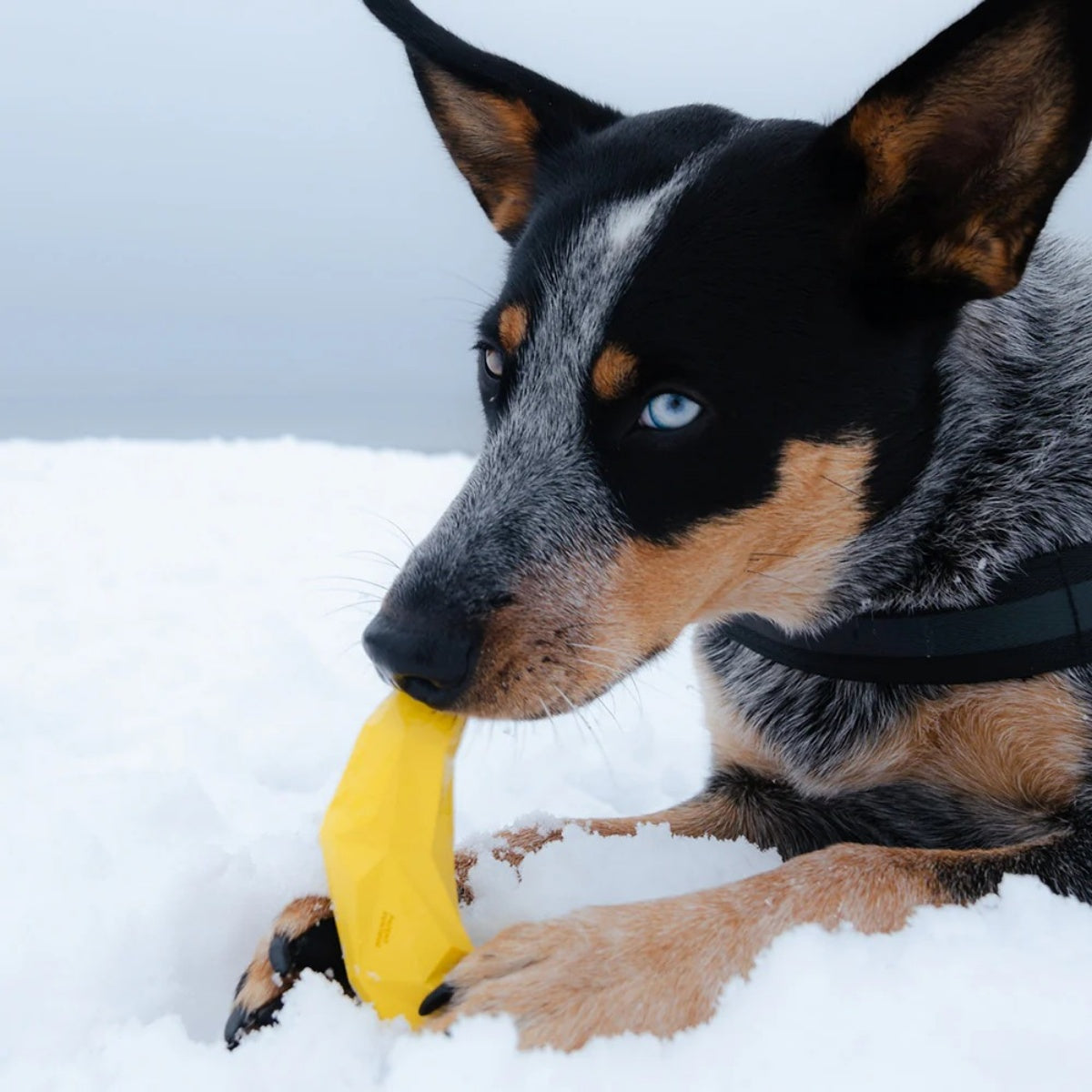 【zee.dog ジードッグ】SUPER FRUITZ スーパーフルーツ ペット用知育玩具