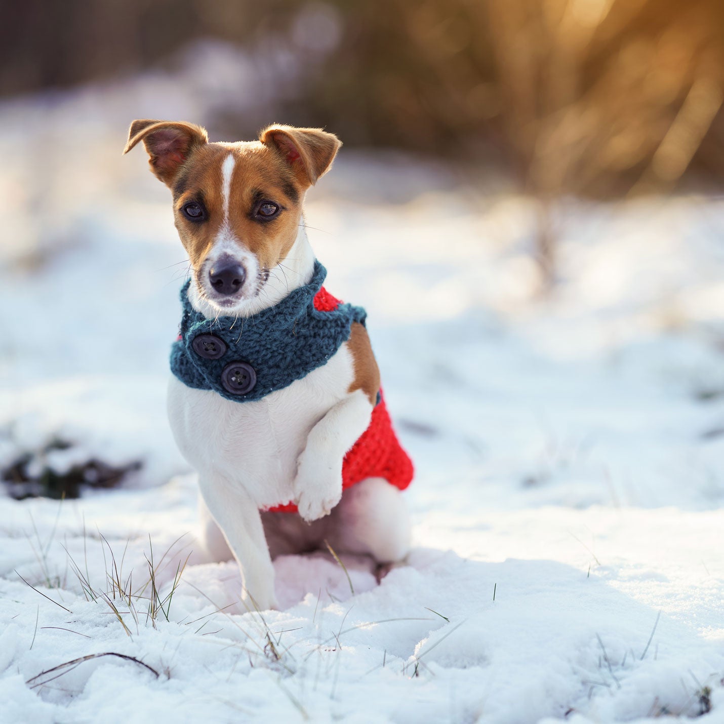 「犬の洋服について」について