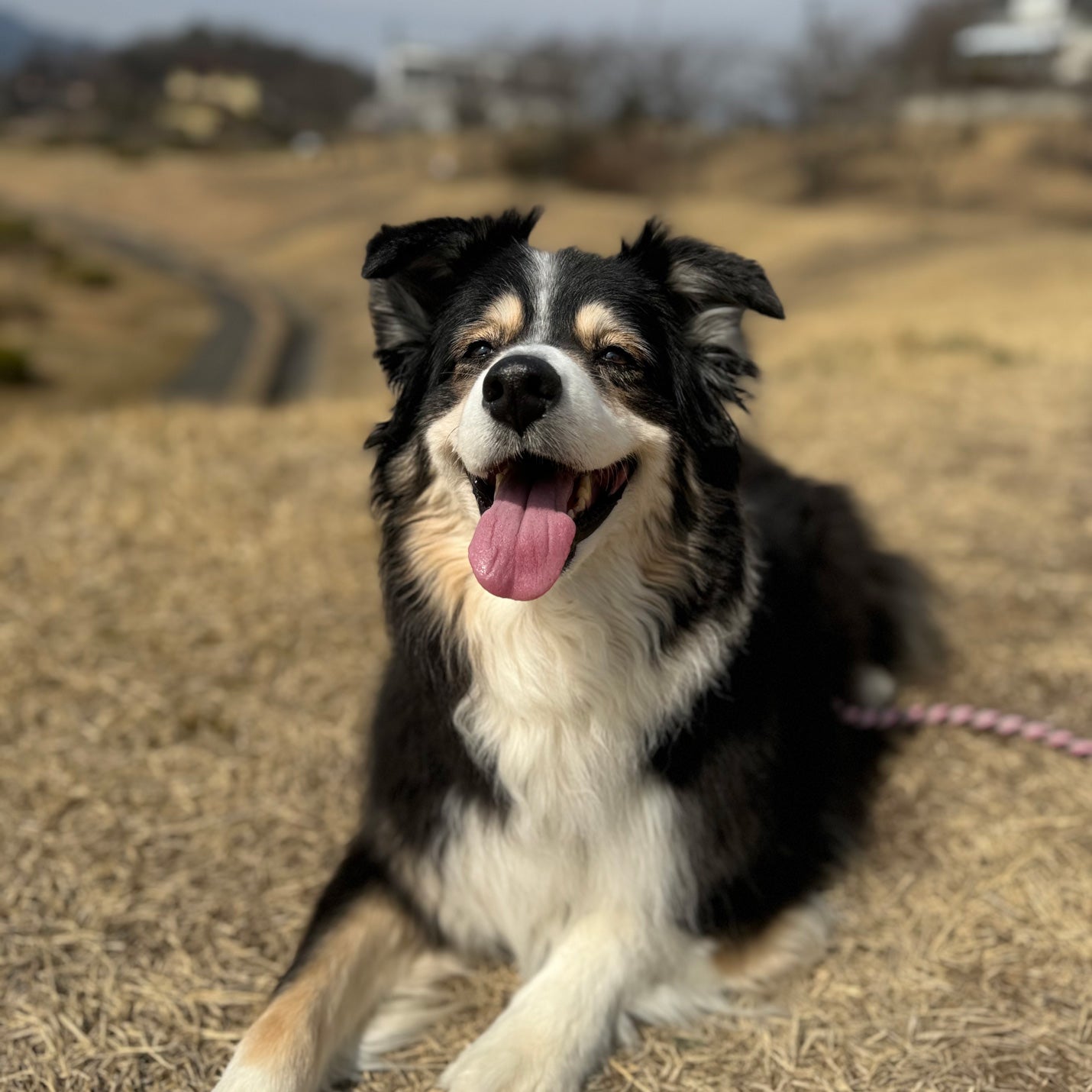 「中型犬、大型犬を初めてお迎えするにあたり」