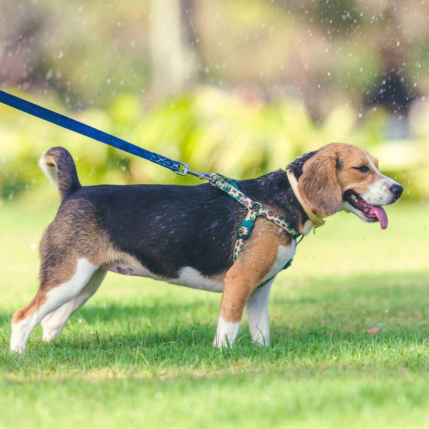 「今こそ見直したい犬具」について