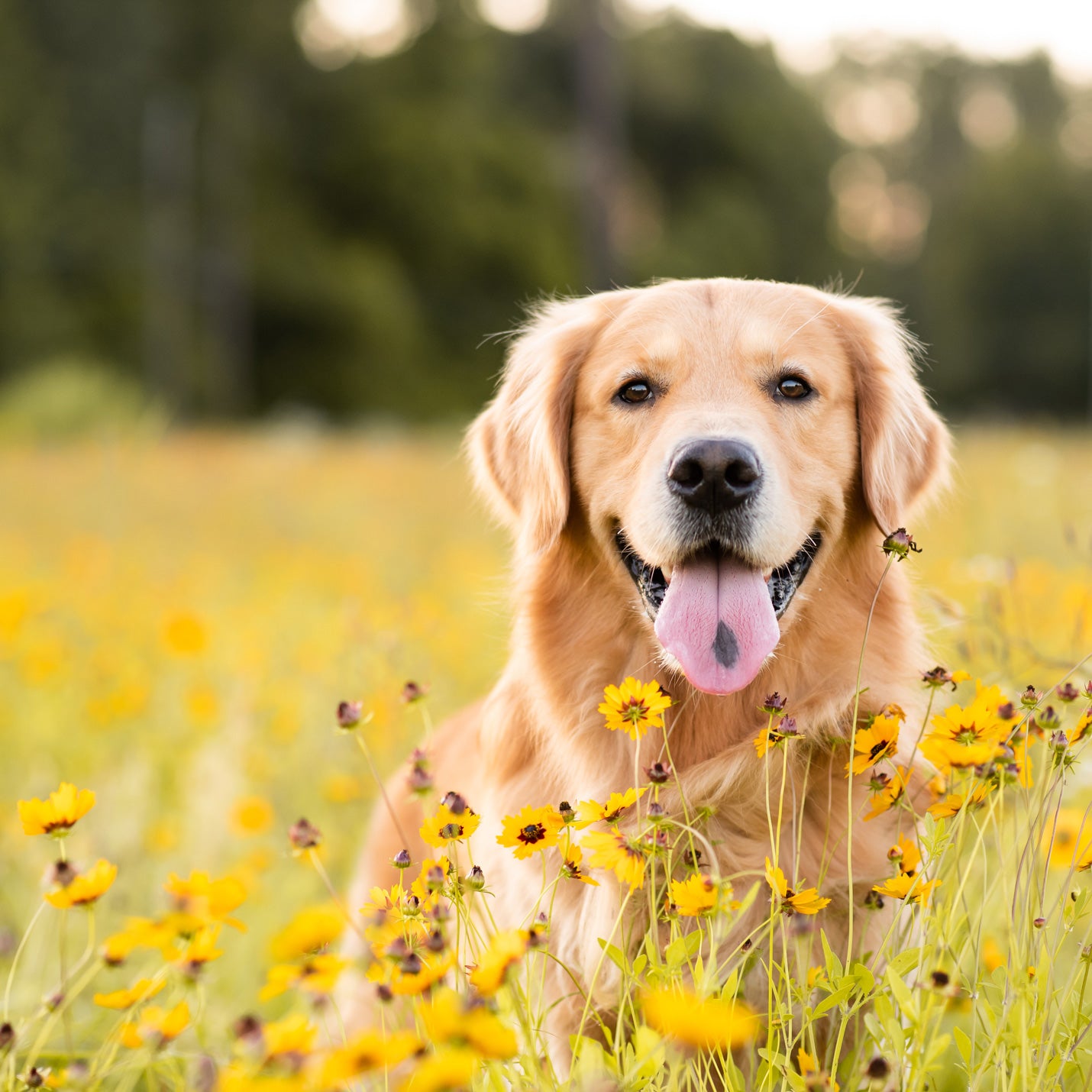 「愛犬と旅行、お出かけをする際に心がけておくこと」