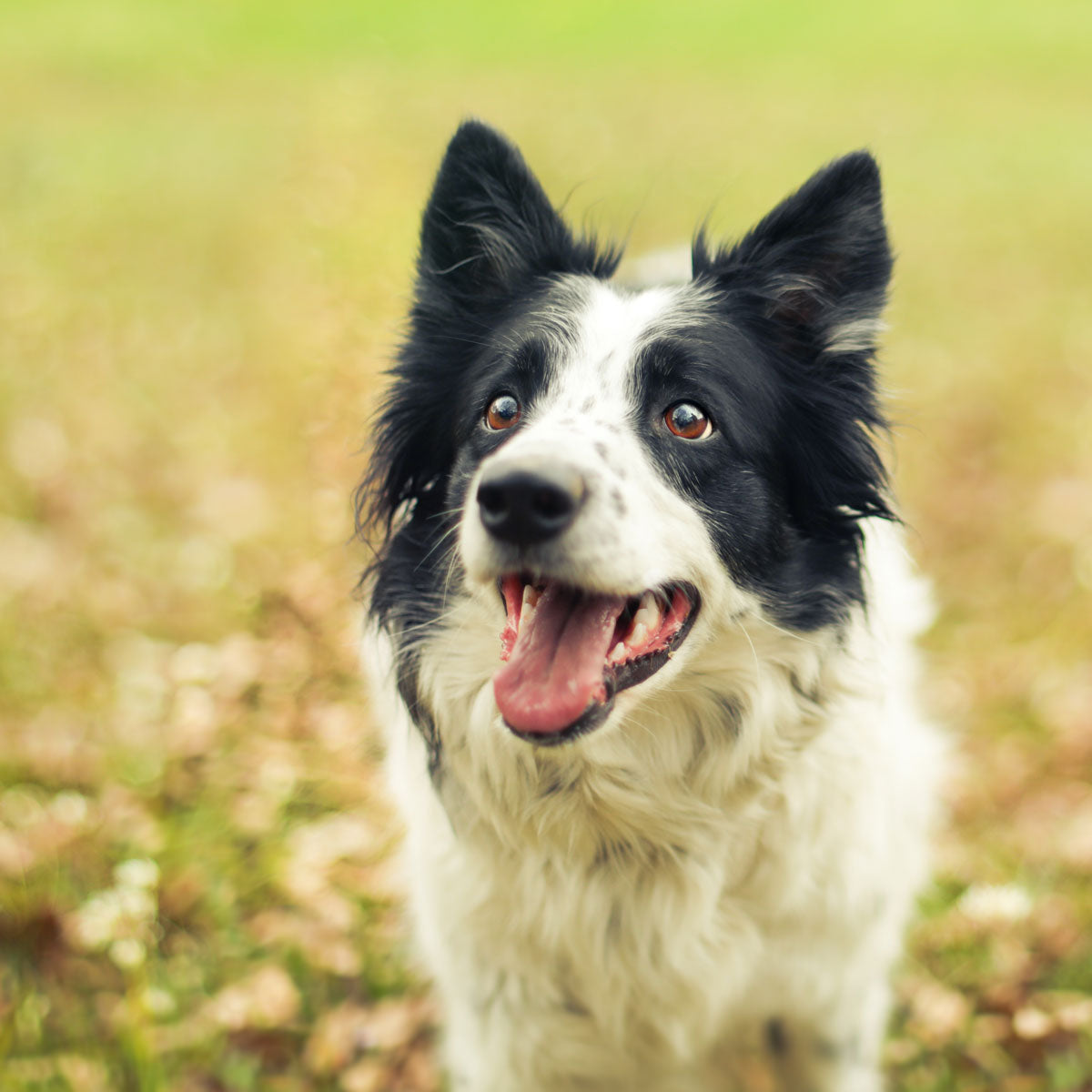 「犬の緊張を和らげるには」