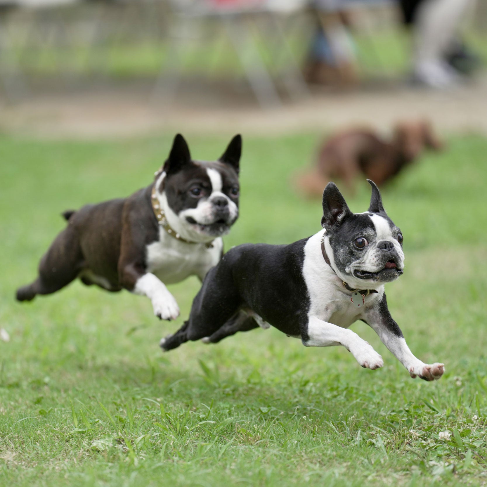 「犬同士のトラブルについて」