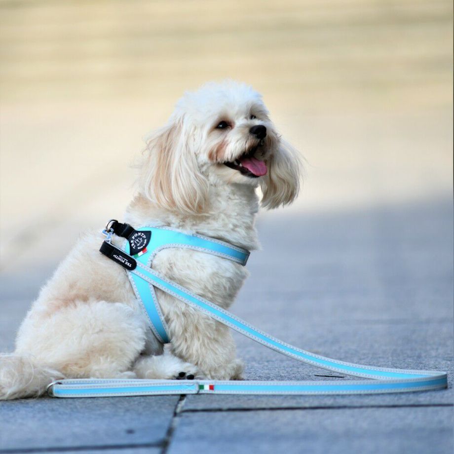 【トレポンティ Tre Ponti】リーシュフォースモールブリーズ Leash For Small Breeds