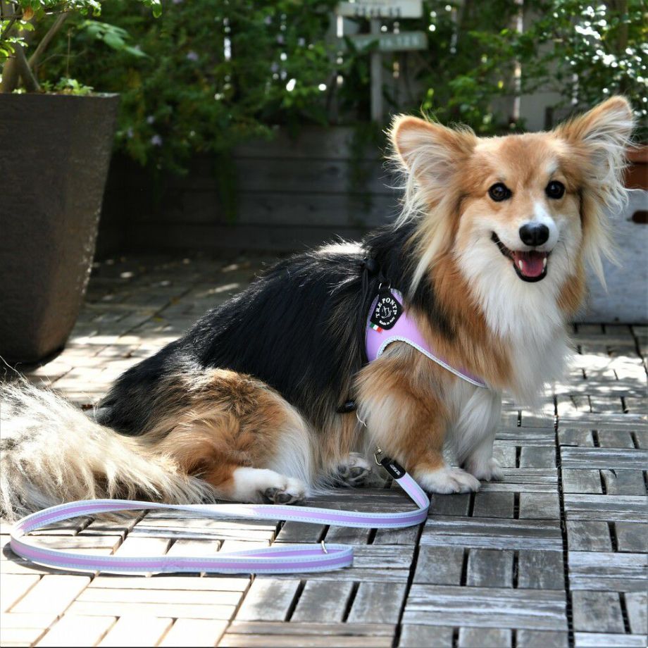 【トレポンティ Tre Ponti】リーシュフォースモールブリーズ Leash For Small Breeds