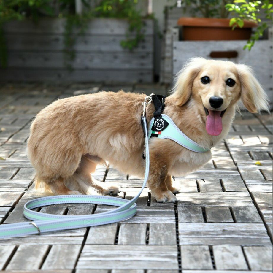 【トレポンティ Tre Ponti】リーシュフォースモールブリーズ Leash For Small Breeds