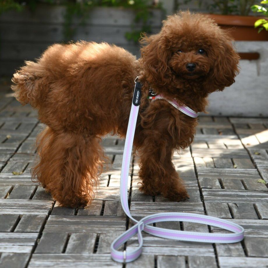 【トレポンティ Tre Ponti】リーシュフォースモールブリーズ Leash For Small Breeds