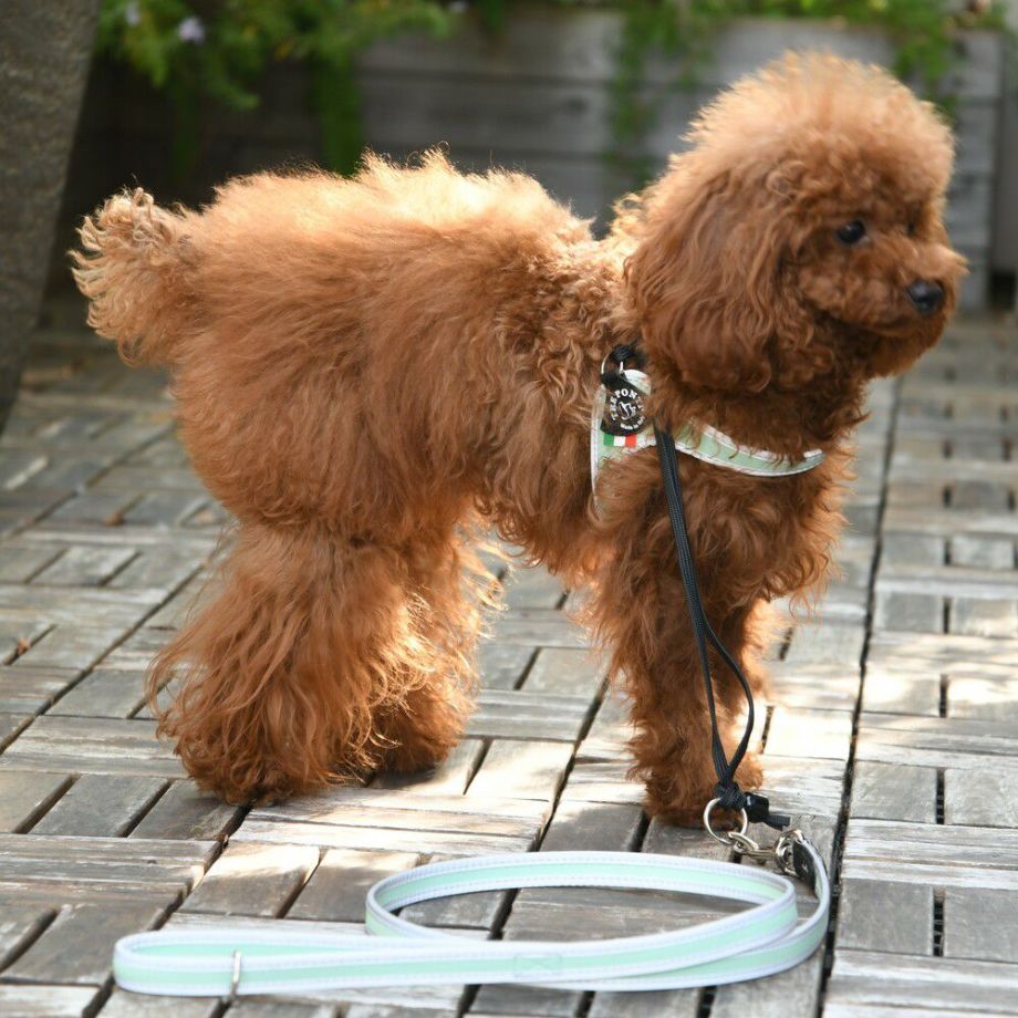 【トレポンティ Tre Ponti】リーシュフォースモールブリーズ Leash For Small Breeds