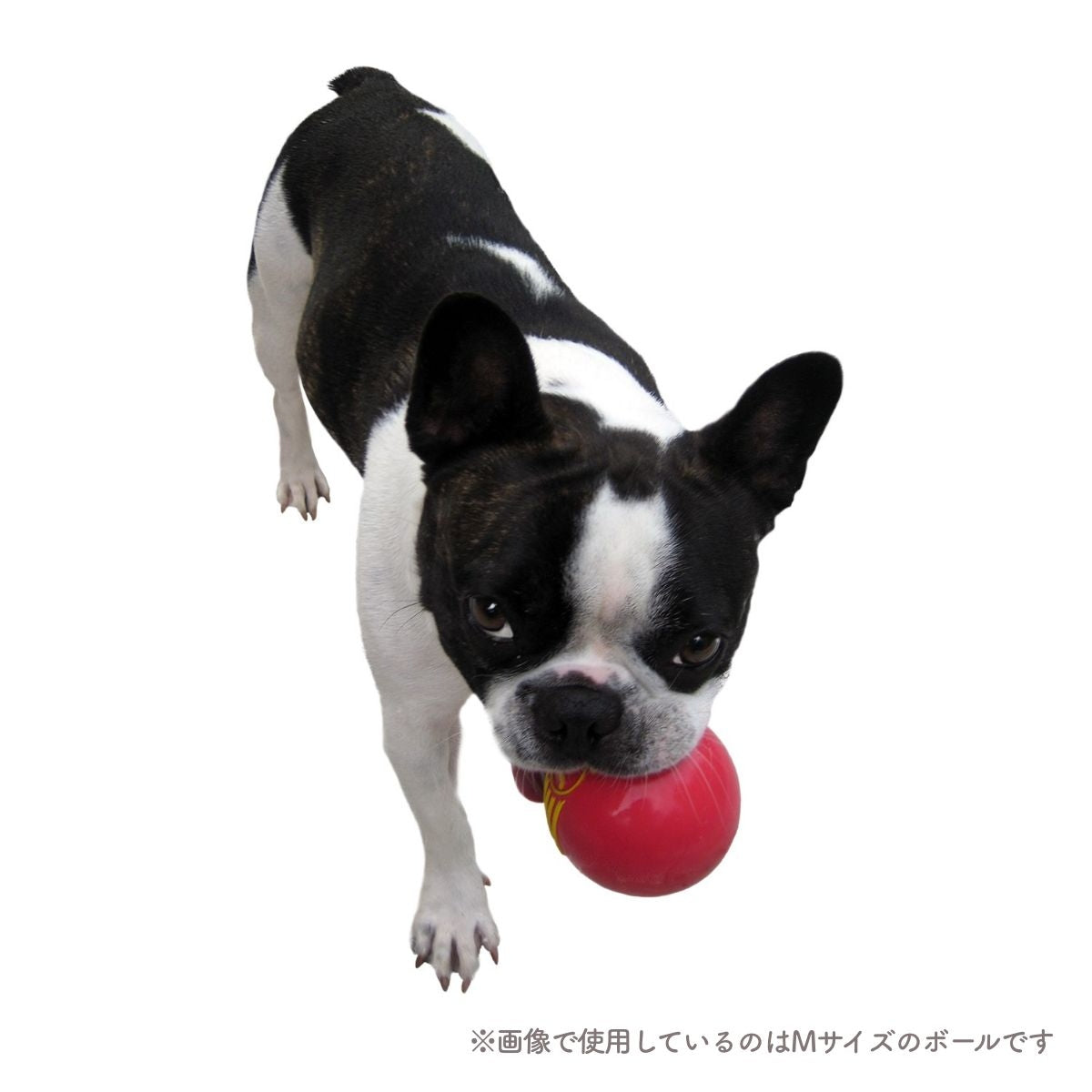 【プラッツ】JW PET アイスクィークボール Sサイズ 5cm ブルー・レッド