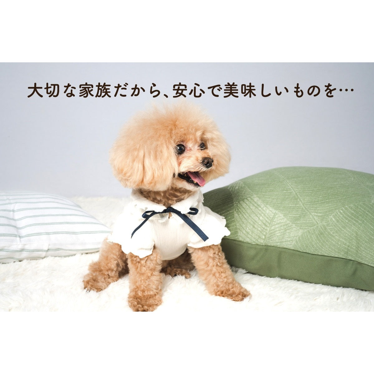 Monsieur Masuno ARPAJON / ムッシュマスノ アルパジョン】ワンちゃん