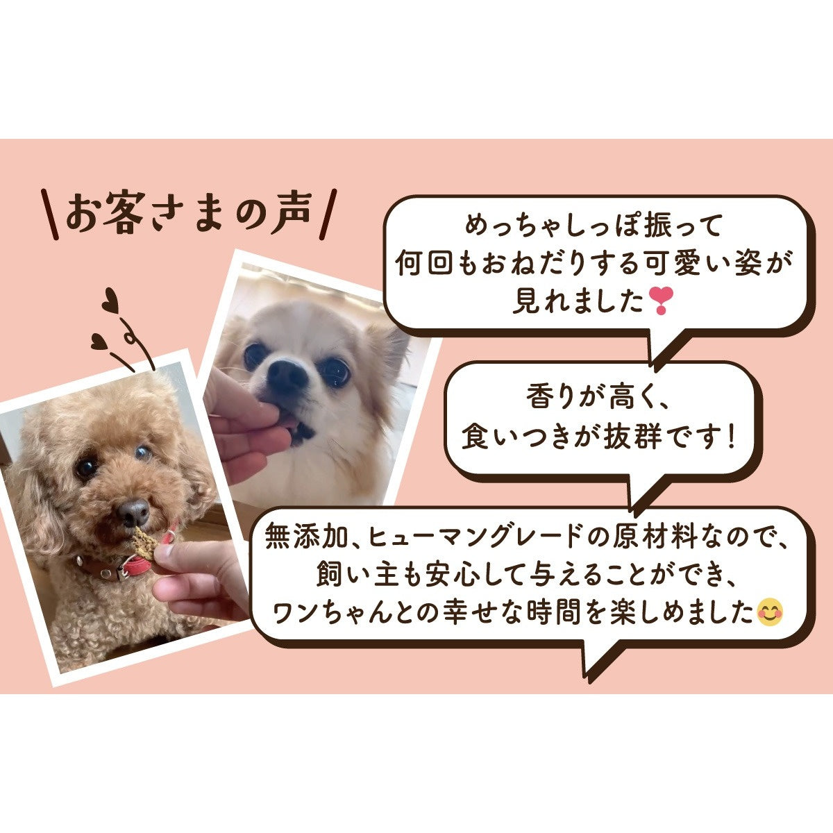 Monsieur Masuno ARPAJON / ムッシュマスノ アルパジョン】ワンちゃん