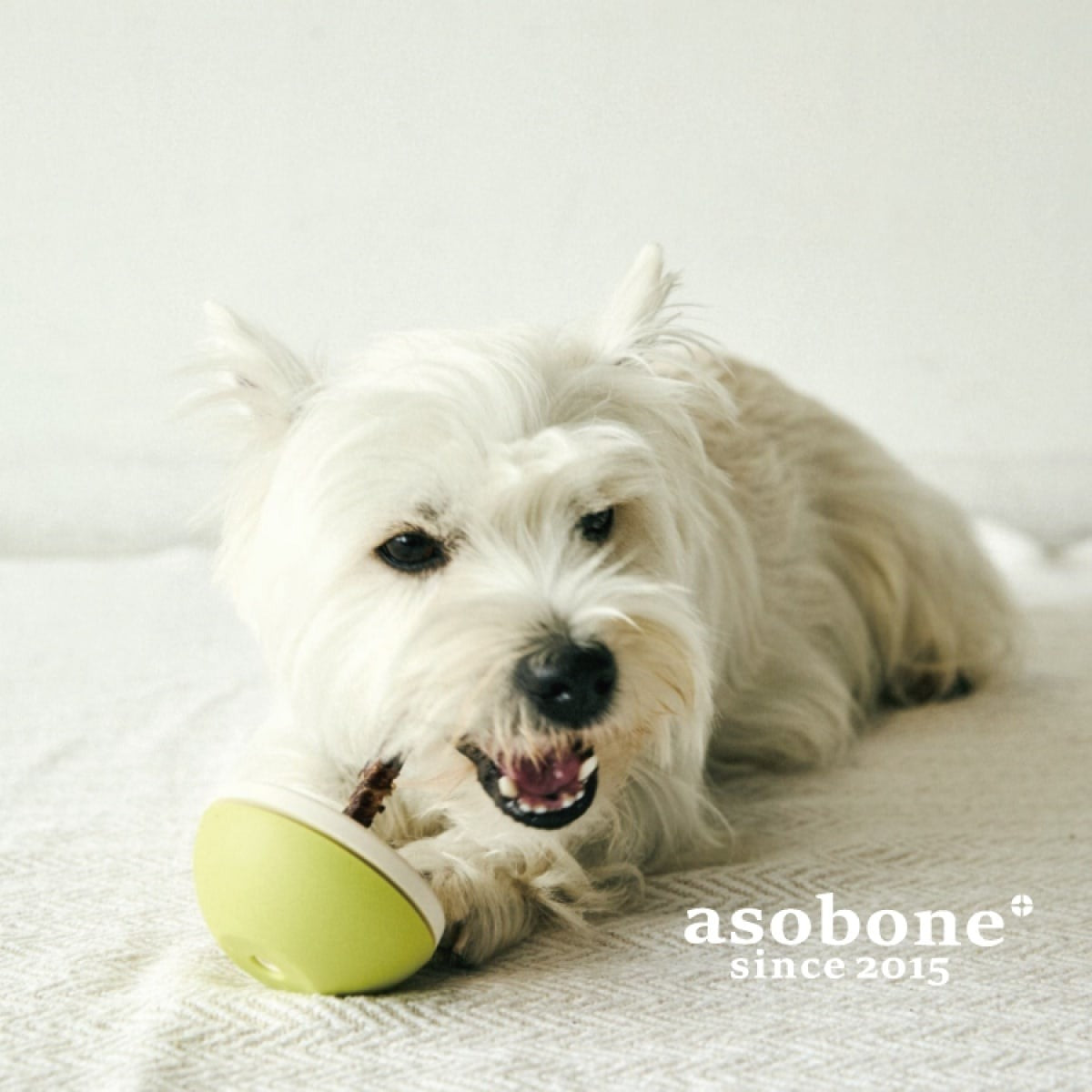 【asobone アソボーン】アソボーン ソフト / ハードキャップセット ガムホルダー