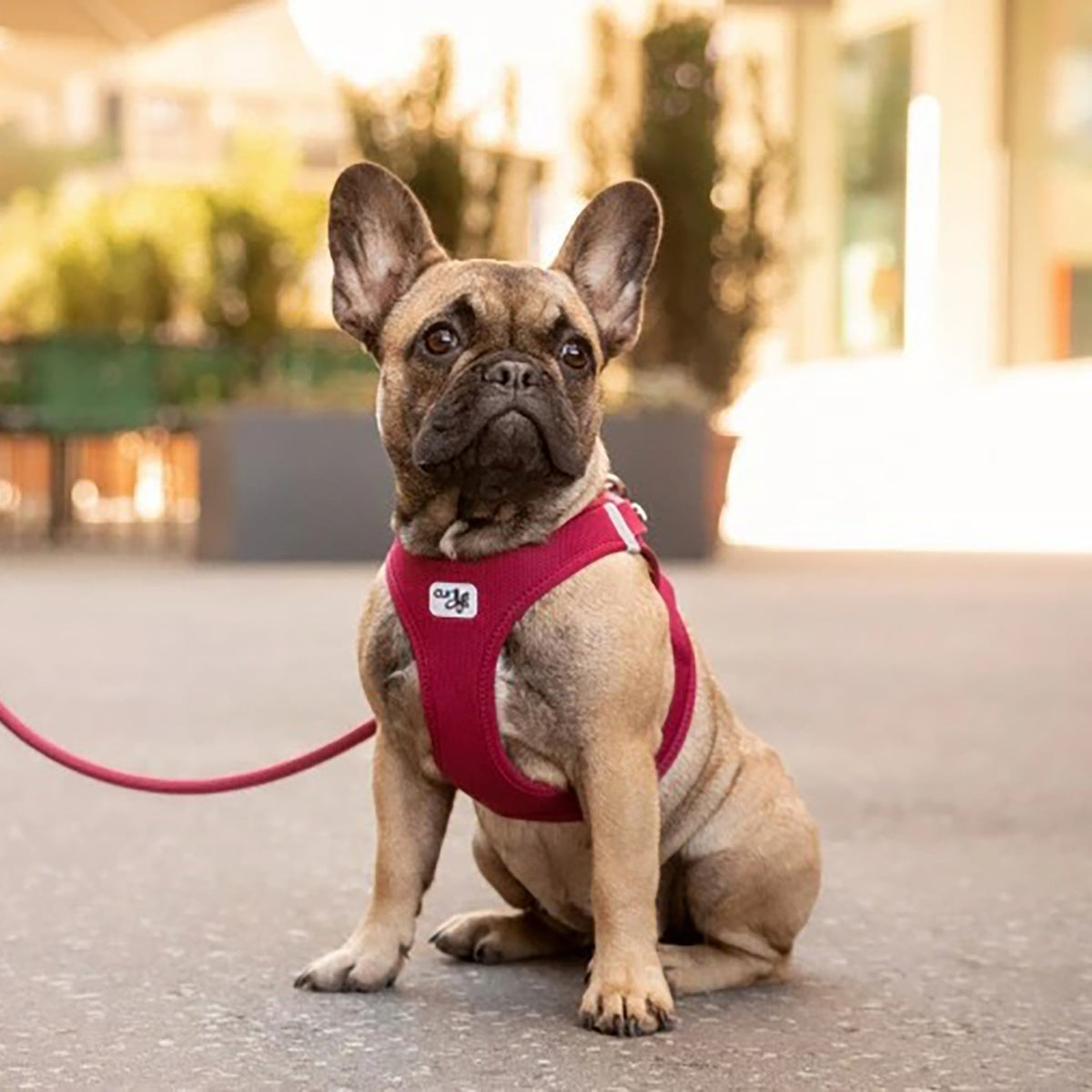 【Curli カーリー】ベストエアメッシュハーネス クラスプ 3XS 2XS XS Sサイズ